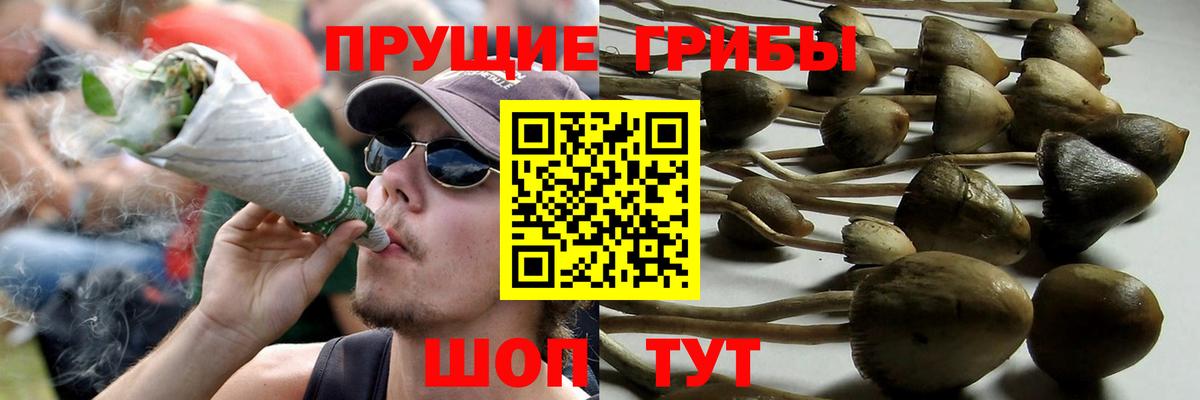 Псилоцибиновые грибы GOLDEN TEACHER  Вход с VPN  Ртищево  Псилоцибиновые грибы прущие грибы 